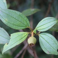 Melastoma sp.
